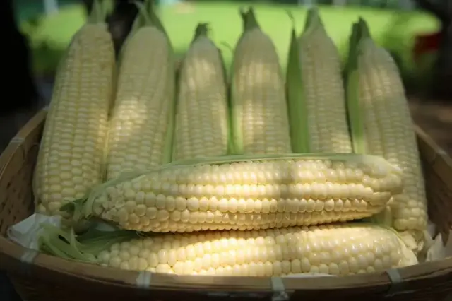 Whole white sweet corn cobs in a bamboo tray with green husk leaves