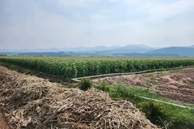 Yuyuan sweet corn fields in Shandong stretching toward the hills, irrigation lines along t