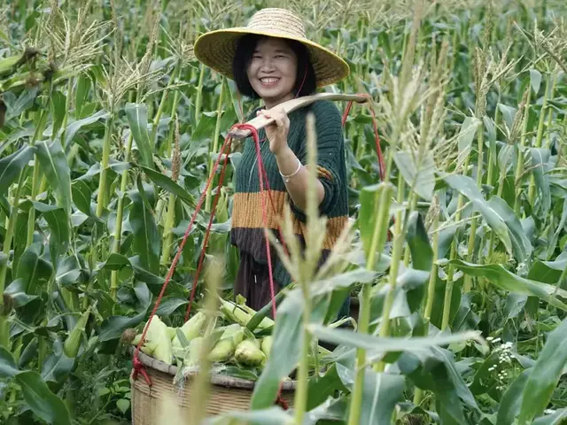 Grower carrying a shoulder basket of harvested sweet corn through the standing crop